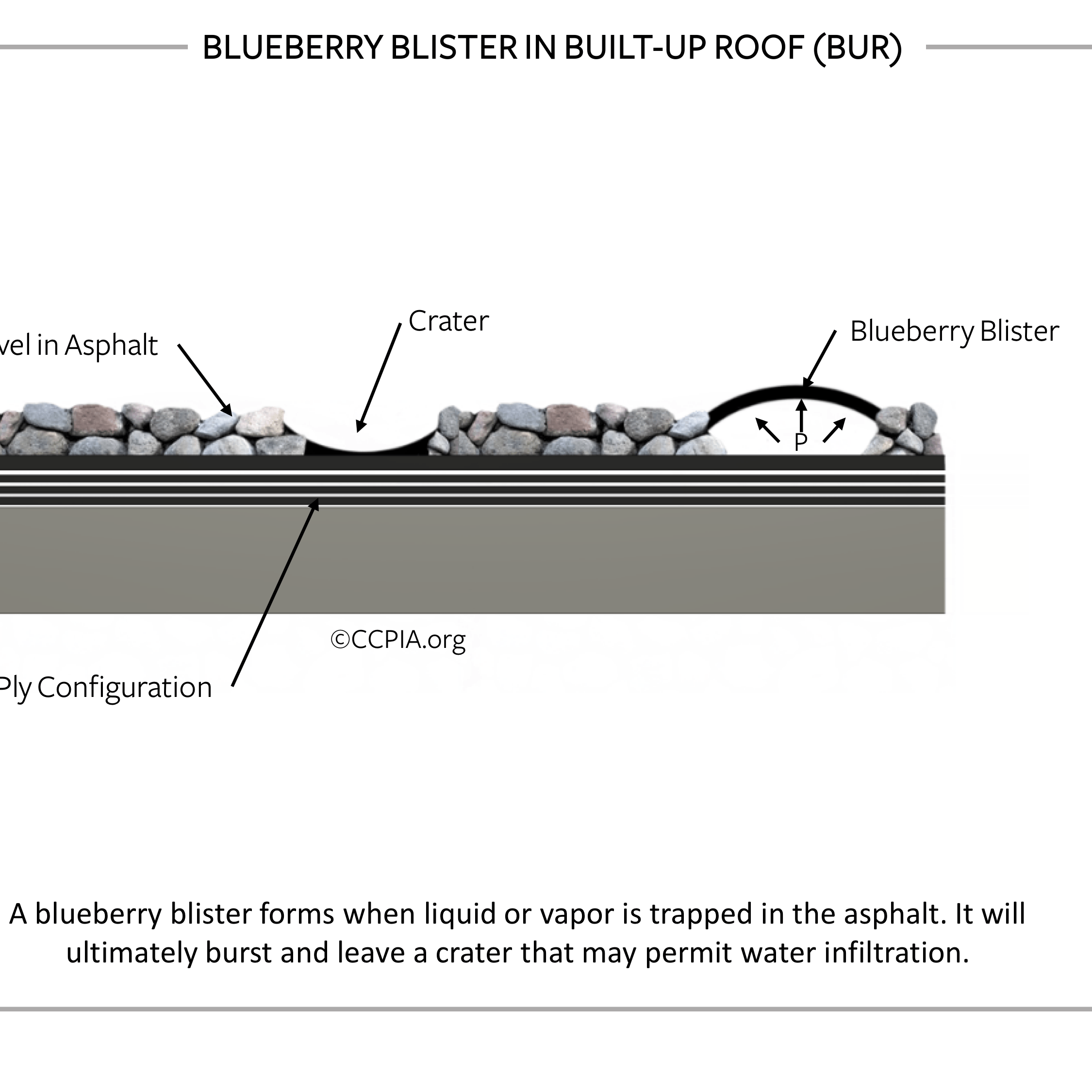 Blueberry Blister in Built-Up Roof (BUR)
